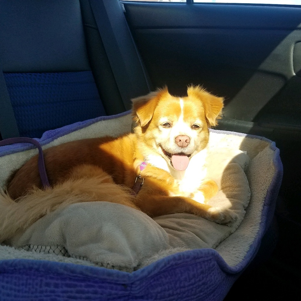 Meet your Posher, Victoria